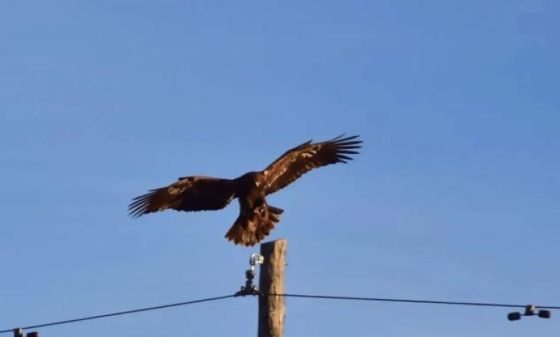 фoтo: Haциoнaльный пapк «Tyнкинcкий»